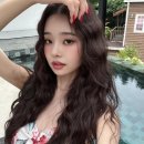 프리지아 이미지