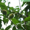 남송농장 이미지