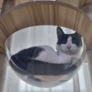 펫타워 | 고양이의 본능을 자극하는 완벽한 쉼터 크레용펫 사막의 쉼터 6단 캣타워 찐 후기!!!!