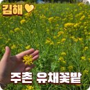 꽃밭교회 | 김해 주촌 중앙교회 유채꽃밭 봄꽃 나들이 숨은 명소