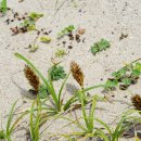 통보리사초Carex kobomugi Ohwi(사초과 사초속) 이미지
