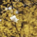 꽃내음마당공원 앞 이미지