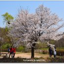 장수천* 이미지