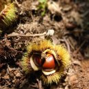 왕벌농장 | [용인 서전농원] 경기도 밤농장 아이와 체험 _ 서울근교 밤따기 수도권 밤줍기 체험