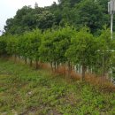 비야대정로 이미지