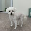 멍블리 펫살롱 이미지