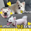 청순하개 네이버블로그