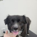 다솜애견미용실 이미지