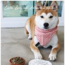 청원사료 이미지