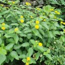 휘노래연습장 이미지