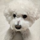 DOG깨비 강아지 미용실 | 자극 없이 엉킨털 풀어주는 강아지슬리커 &#39;웨거스 프리미엄우드 슬리커&#39;