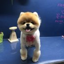 THE 빛나개 이미지