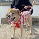 올리스낵 이미지