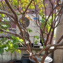 평창중앙로 이미지