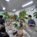 몬스테라 Daum카페