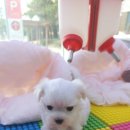 블루독 애견샵 이미지