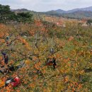 직전농장 이미지