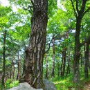 명품소나무길 이미지