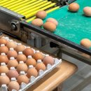 숲깊은 농장 이미지