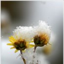 하얀이불 이미지