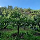 황금터농장 이미지