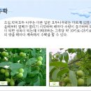 호두나무 이미지