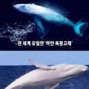 지구상 단 한마리인 희귀 흰혹등고래 포착 “놀라워” 이미지