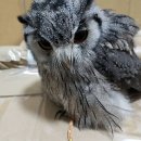 부엉