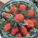 보광농장 이미지