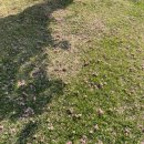 유엔기념공원주차장 | [부산 겹벚꽃 명소]유엔공원 방문 후기 유엔기념공원 4월 만개시기 총정리