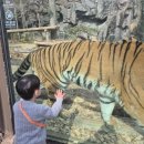 대로(주)3-1-1 | 32개월 아기와 에버랜드 워킹사파리 놀이기구 3월 셋째주 평일 후기 ( 유모차&amp;퍼레이드 )