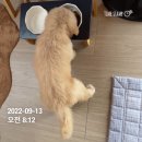 댕댕특별시 이미지