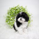 송현동 강아지 이미지