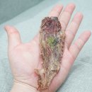 펫잇보리 이미지