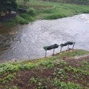 나무향기민박 이미지