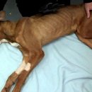 꼬리 흔드는 강아지 이미지