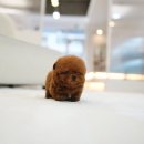 살롱드퍼피 이미지