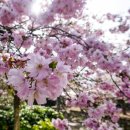 그림책 꽃 피었네 이미지