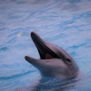 돌고래농장 이미지