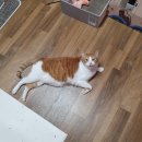 마미나은 네이버블로그