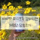 캐롯독 | 씨씨펫 피쉬포독 강아지캔 체험단 당첨후기♡