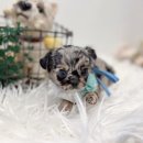 퍼피앤유 이미지