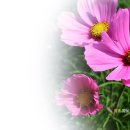 강변연가 이미지