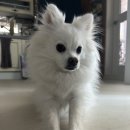 평택 애견미용 살롱 드 쭈 | 평택 고덕 애견미용 살롱드몽뚜, 찐빵이의 첫 물개컷 &amp; 스파 후기!