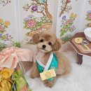 보드레 애견미용실 이미지