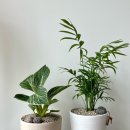 플랜티스트