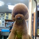 슈가독살롱 이미지