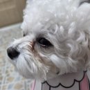 스마일독 | 로얄캐닌 눈물사료 아날러제닉 스몰독(언알러제닉) 후기