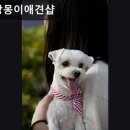 몽이 애견샵 이미지