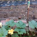 새금빛 약국 이미지